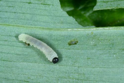 Phymatocera aterrima